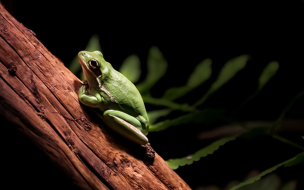 green frog HD wallpaper